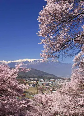 实境之旅：怀之樱